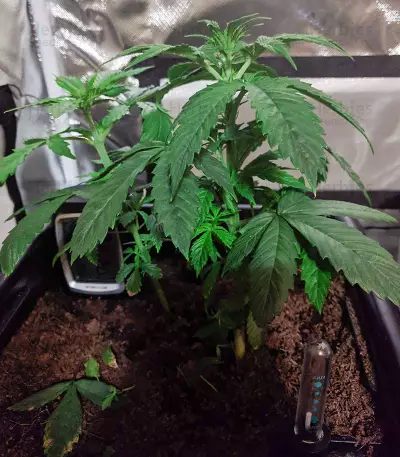 Northern Light Seeds (The Bulldog Seeds)