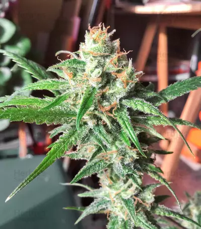 OG Kush feminized seeds (Kera Seeds)