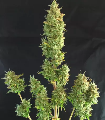 Graines féminisées de Runtz XL Auto (Sweet Seeds)