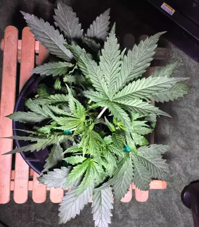 Sour Livers Auto feminized seeds