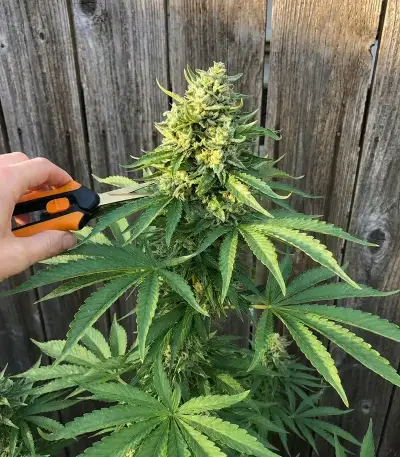 Afgooey Seeds