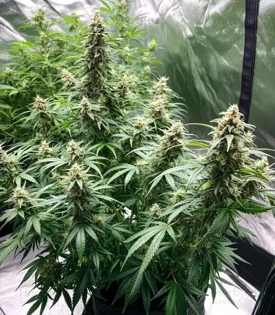 AK Triple Haze Auto Seeds