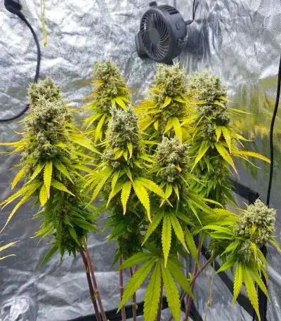 Amnesia Haze Seeds (Royal Queen Seeds)