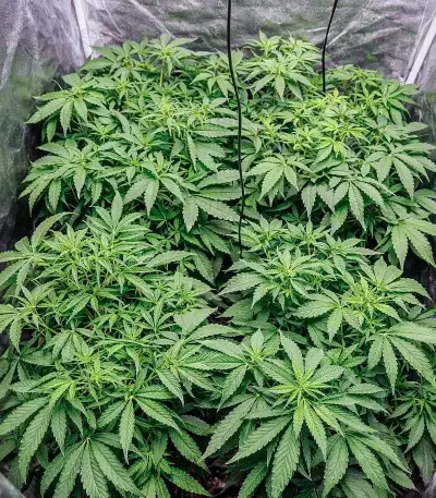Auto Speed Haze Seeds