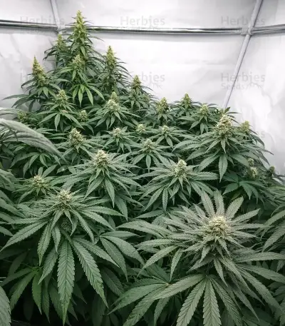 Graines de cannabis Black Berry OG (Emerald Triangle Seeds)