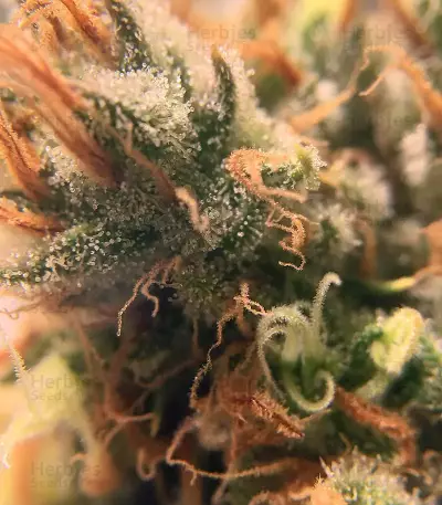 Bruce Banner #3 semi femminizzati (Blimburn Seeds)