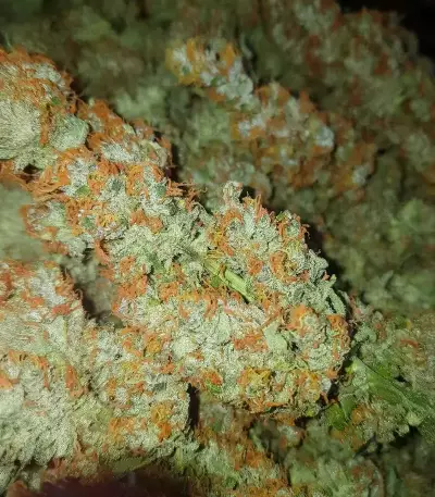 Bubble Gummy Auto (Ethos Genetics)