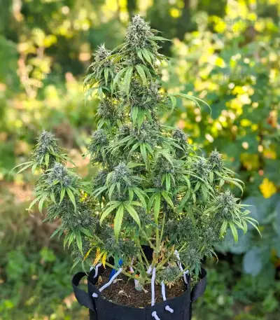 CBD Victory Auto Seeds