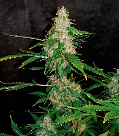 Do-Si-Dos Auto