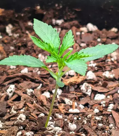 Dream Queen Autoflower feminisierte Samen (Humboldt Seed Company)