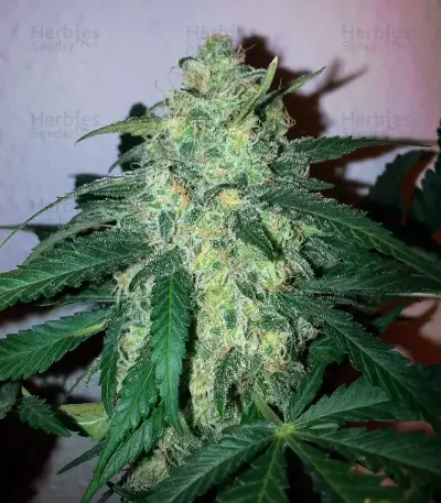 Graines de cannabis Early Skunk (Early Pearl x Skunk) Regular (Mr. Nice Seedbank)