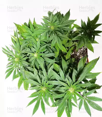 Exodus Cheese x Jack Herer x NL5 feminized seeds