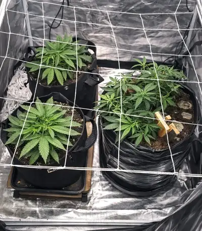 Gelato #33 Fast feminized seeds