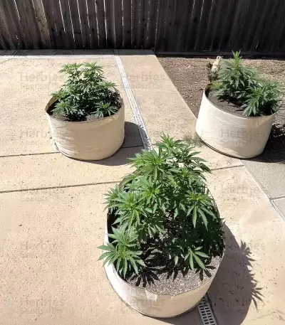Gelato #45 féminisée (Barney's Farm)