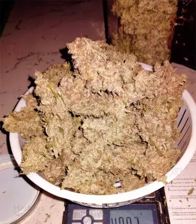 Girl Scout Cookies feminized seeds (Garden of Green)
