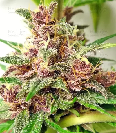 Graines de cannabis Malawi x PCK Regular (Ace Seeds)
