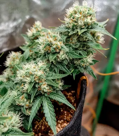 Mi 6 Auto Seeds