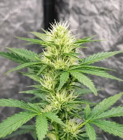 Neville's Rose Auto Seeds