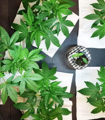 Nikki & Swami’s Taängie Seeds