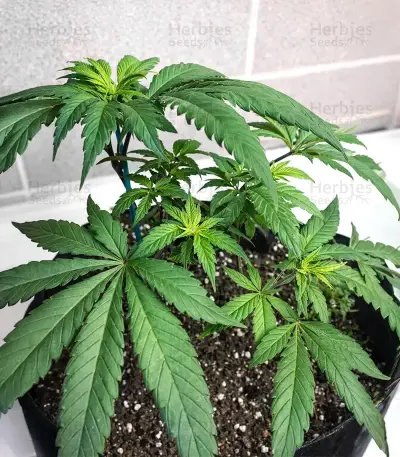 OG Kush Seeds