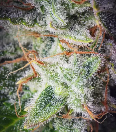 Orange Sherbet Auto Seeds
