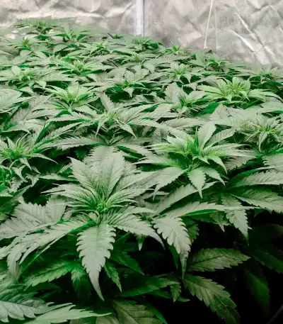 Graines de cannabis Power Bud (Blackskull Seeds)