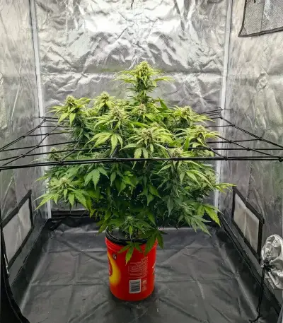 Power Plant Auto Seeds