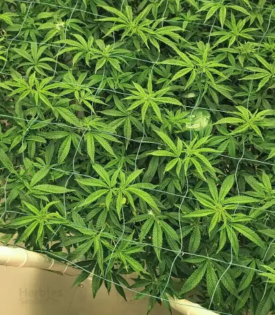 Graines de cannabis Purple (Ceres Seeds)