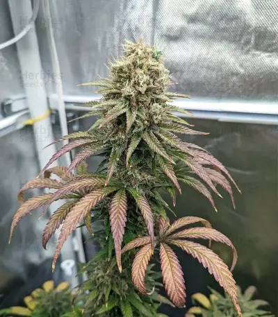 Raspberry Waffle CBD Seeds
