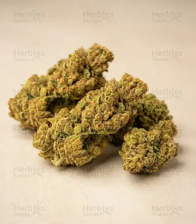 Runtz Seeds