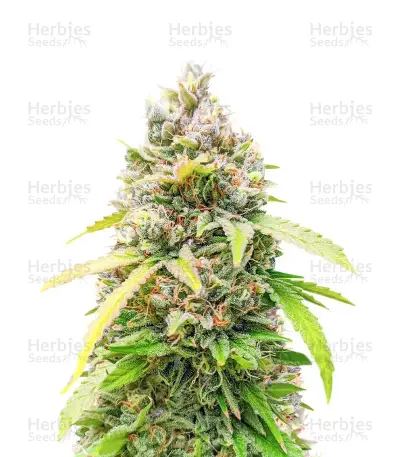 Section 781 Fast Flowering Seeds (Blimburn x Herbies)
