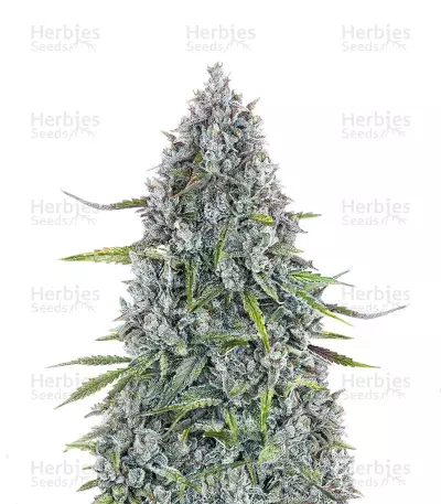 Sour Bubbly Auto เมล็ดพันธุ์สตรี (Mephisto Genetics)