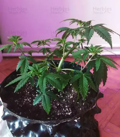 Sour Diesel Seeds (Big Head Seeds)