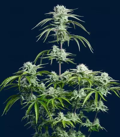Strawberry Banana Auto Seeds