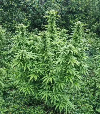 Super Sour Diesel Seeds