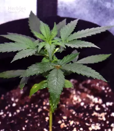 THC Pro Seeds