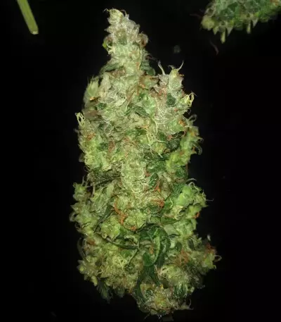 Three Blue Kings feminized seeds