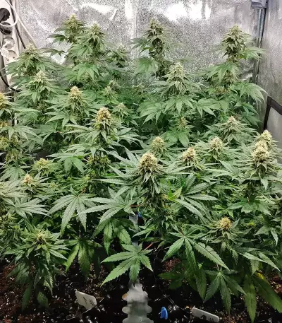 Z feminized seeds (Original Sensible Seeds)