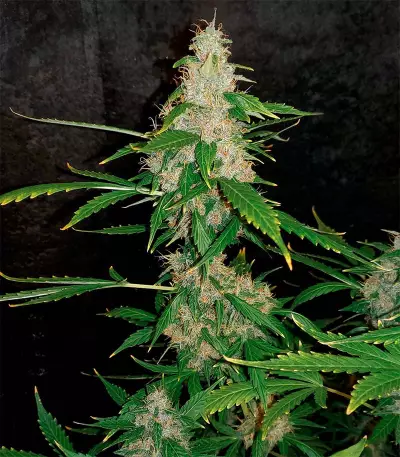 Do-Si-Dos Autoflower (Herbies Seeds)