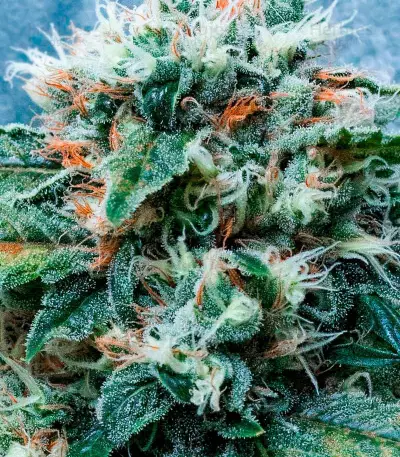 Big Bud (Herbies Seeds)