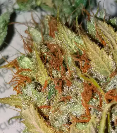 Stardawg (Herbies Seeds)