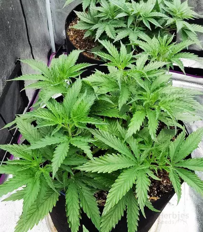 Blueberry Fast Version (Herbies Seeds USA)
