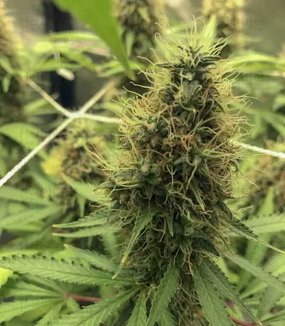 Cali Bay Dream feminized seeds