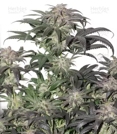 Bubba Island Kush Seeds