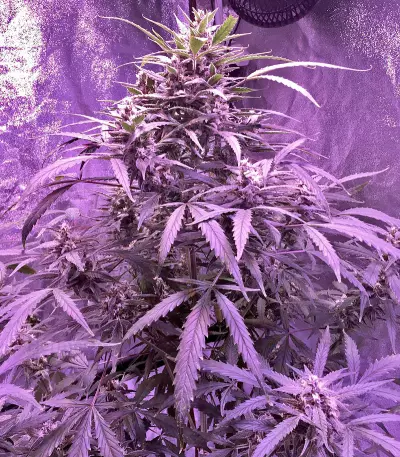 60 Day Lemon Autoflower (DNA Genetics)