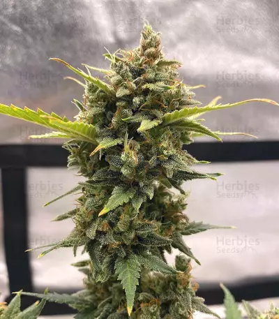 Original Auto Chemdawg Seeds