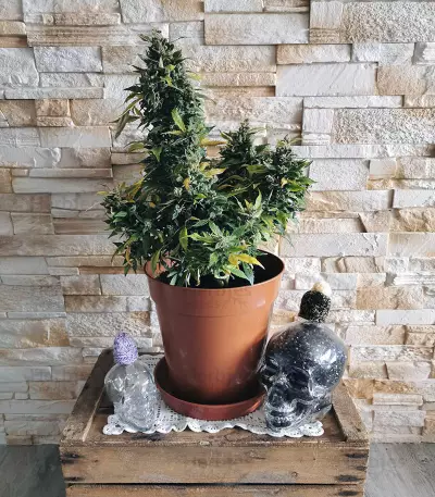 Original Auto Russian Seeds