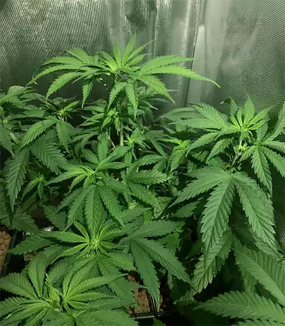 Alien OG strain