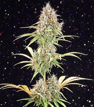 Graines de cannabis Amnesia Haze Automatic (RQS)