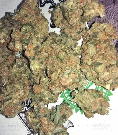 Amnesia Seeds (Seedstockers)